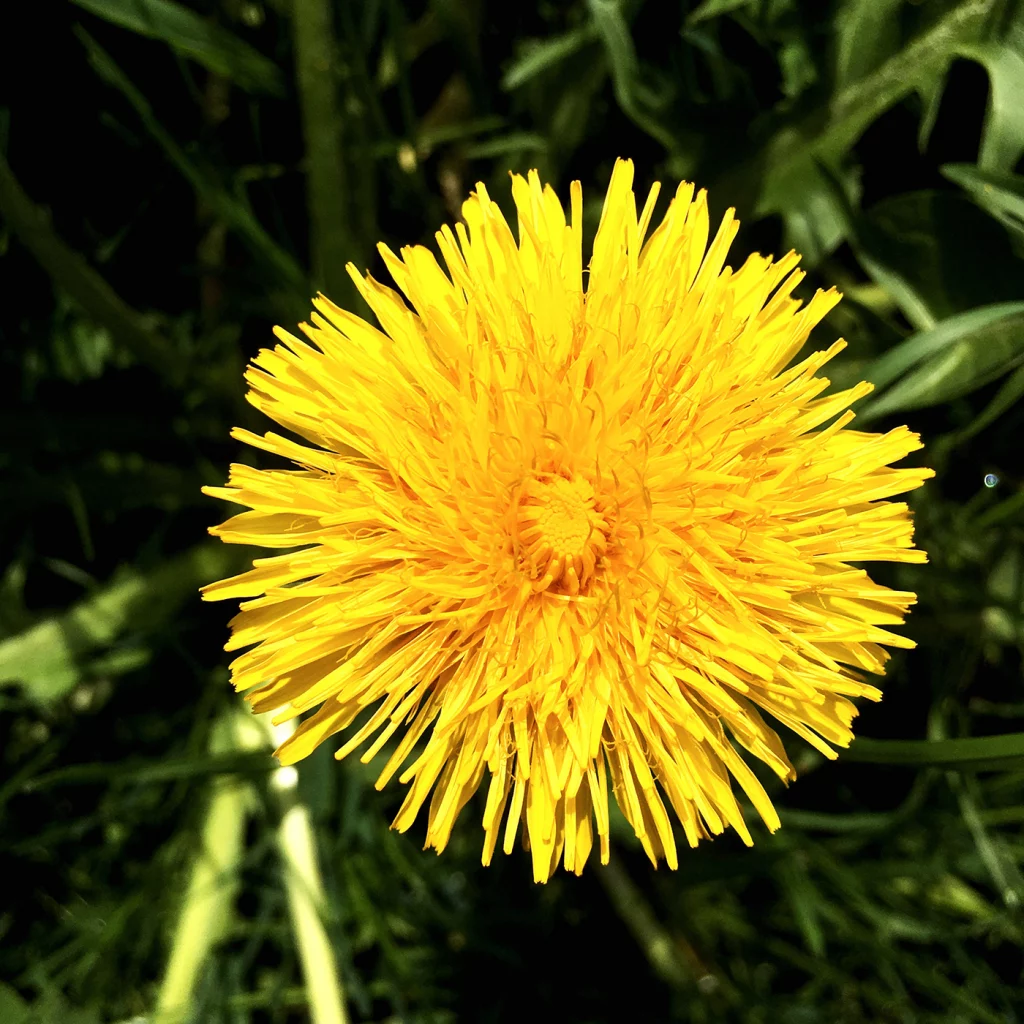 Eine Löwenzahn Blüte.