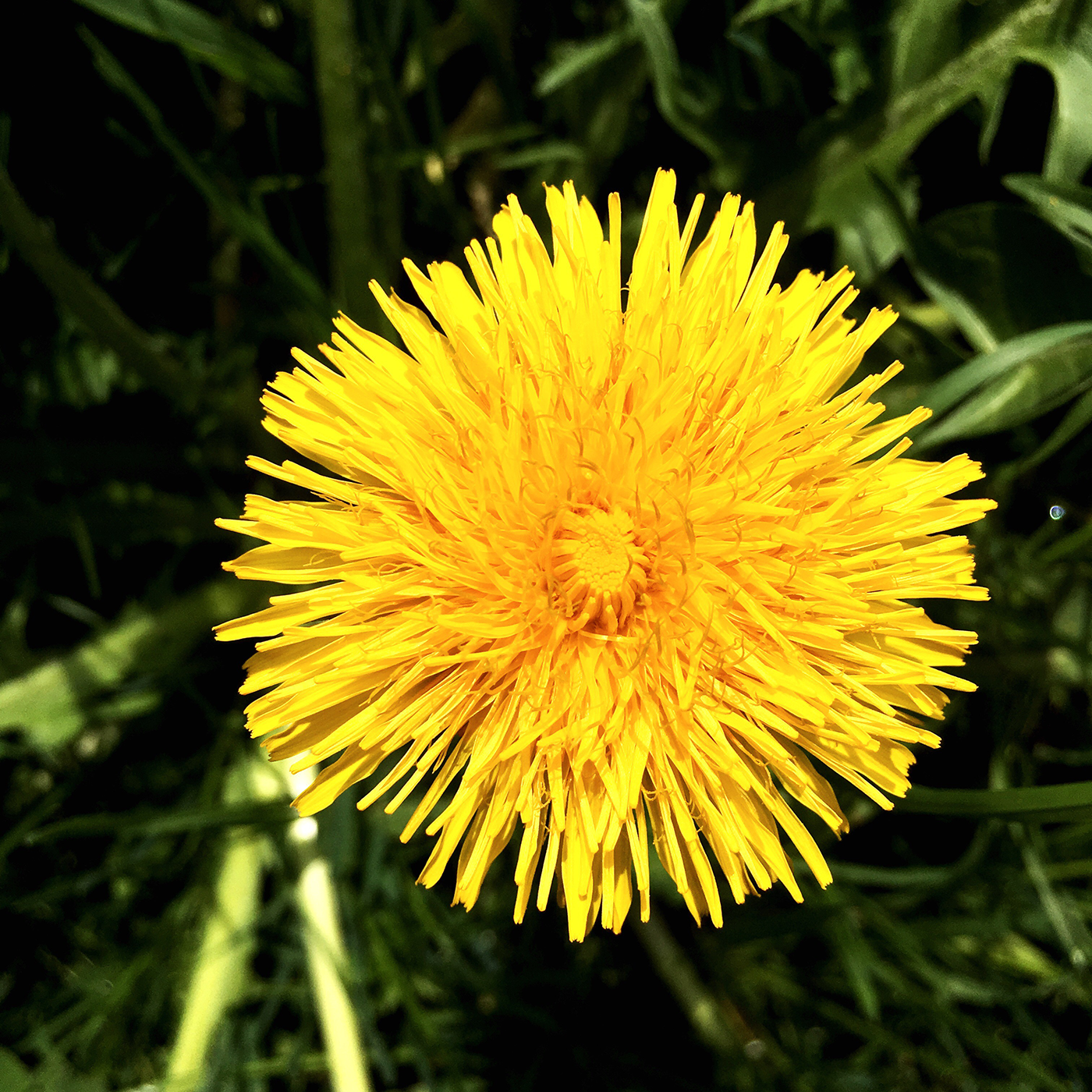 Eine Löwenzahn Blüte.